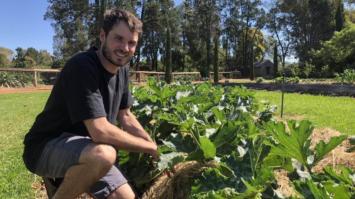 Luke Piccolo by the farm's veggie patch, which fuels the family's 'farm to plate' philosophy, by providing the vegetables for Limone Dining in Griffith. Photo: Kat Vella.