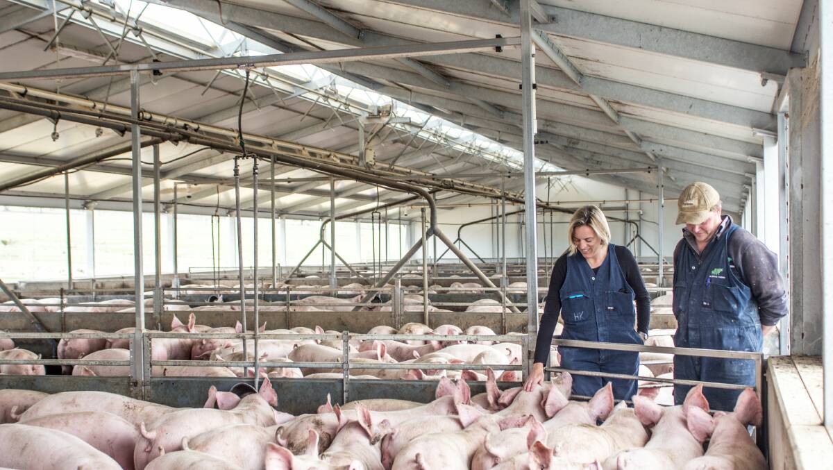 Riverina on alert after rare virus detected in NSW piggeries