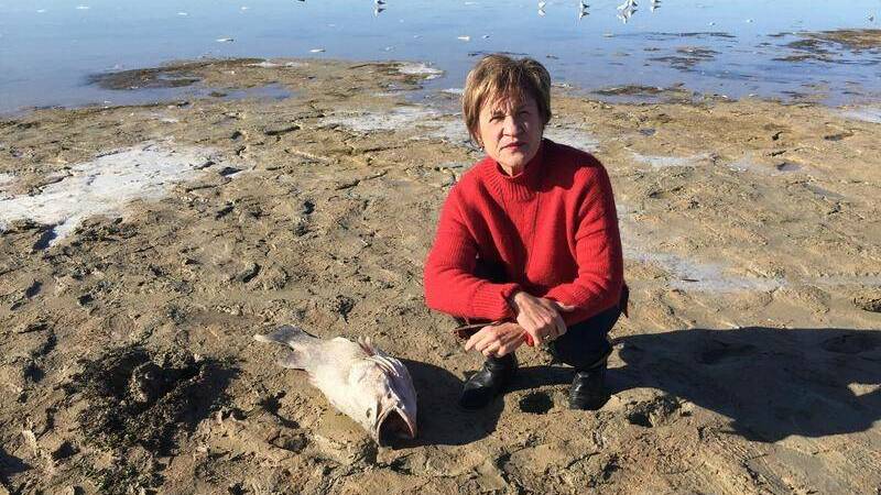 Murray MP Helen Dalton described the fish kill as 'absolutely putrid'. PHOTO: File.