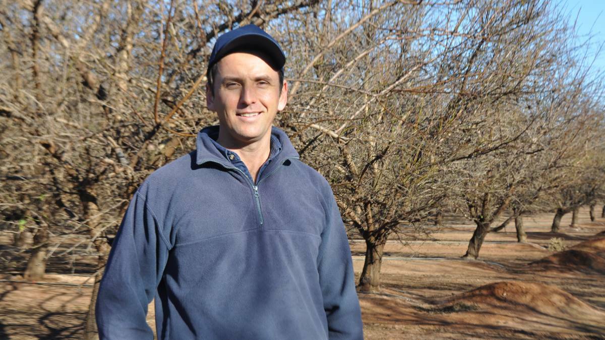 FINALLY: Almond grower James Callipari says it's been a normal year conditions-wise but young trees are maturing and helping produce what is expected to be a record harvest. Photo: File.