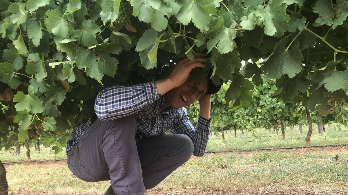NOT BAD: Nericon wine grape grower Bruno Altin, checks out how his grapes are looking so far. PHOTO: Monty Jacka