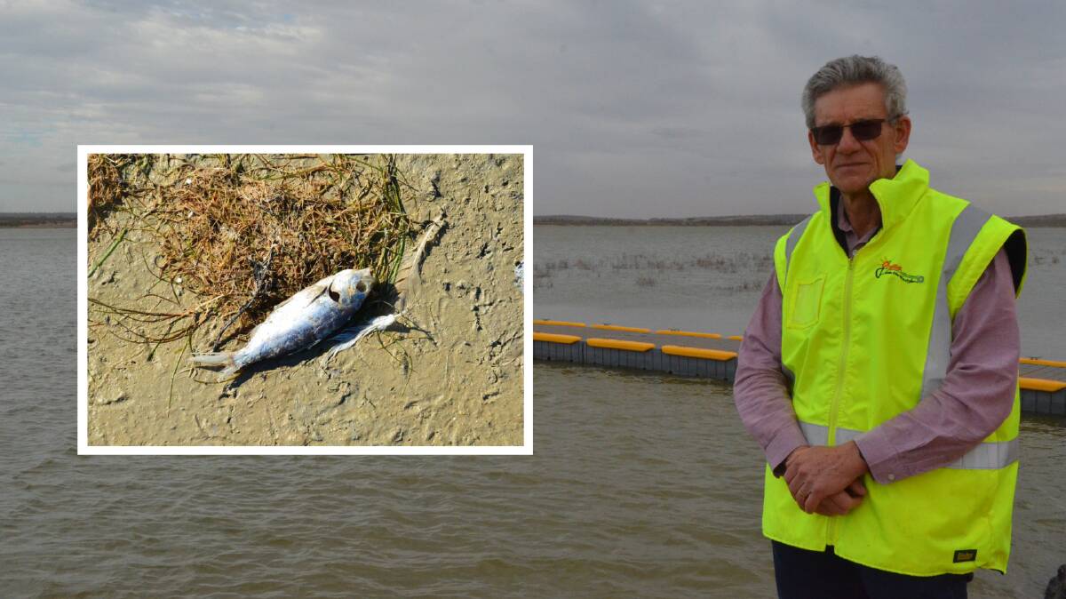 IMPROVING: Lake Wyangan project officer Tom Mackerras says it is 'fairly unlikely' another mass fish death will occur at the Griffith lake. PHOTO: Monty Jacka INSET: File