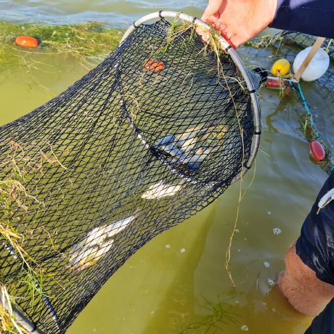 Some carp caught in a fyke net in Lake Wyangan. Photo: Supplied