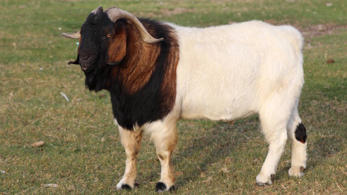 LOST: About 40 boer goats have gone missing from a Benerembah property west of Griffith.