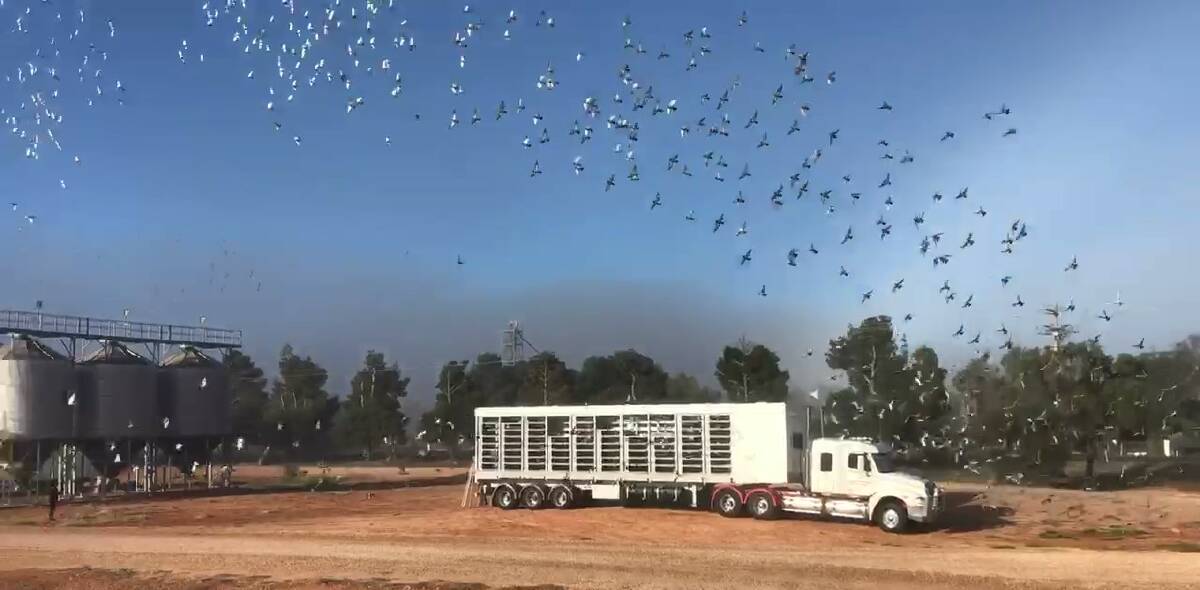 Thousands of pigeons take flight from Goolgowi as part of a race organised by the Central Cumberland Racing Pigeon Federation. PHOTO: Contributed