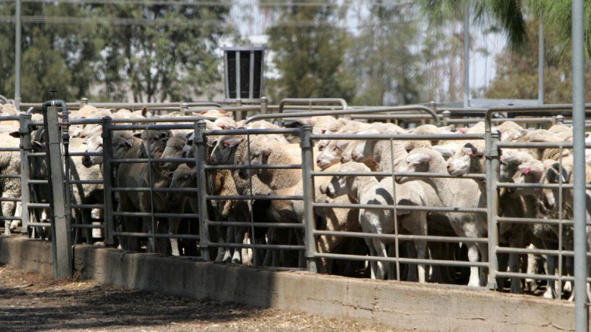 LIMITED: Restrictions have been imposed on the Griffith saleyards, with attendance at sales limited to essential saleyard staff, accredited livestock agents, essential agency staff and genuine buyers. PHOTO: Anthony Stipo