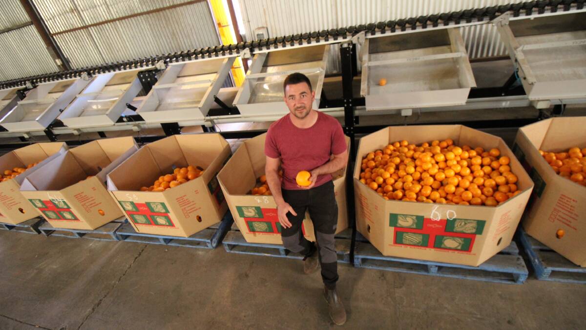 SQUEEZED: Citrus grower Vito Mancini said a long-lasting travel ban could cause a knock-on effect in larger corporate growers dipping into the workforce pools used by smaller growers to provide labour for harvesting. PHOTO: Jacinta Dickins