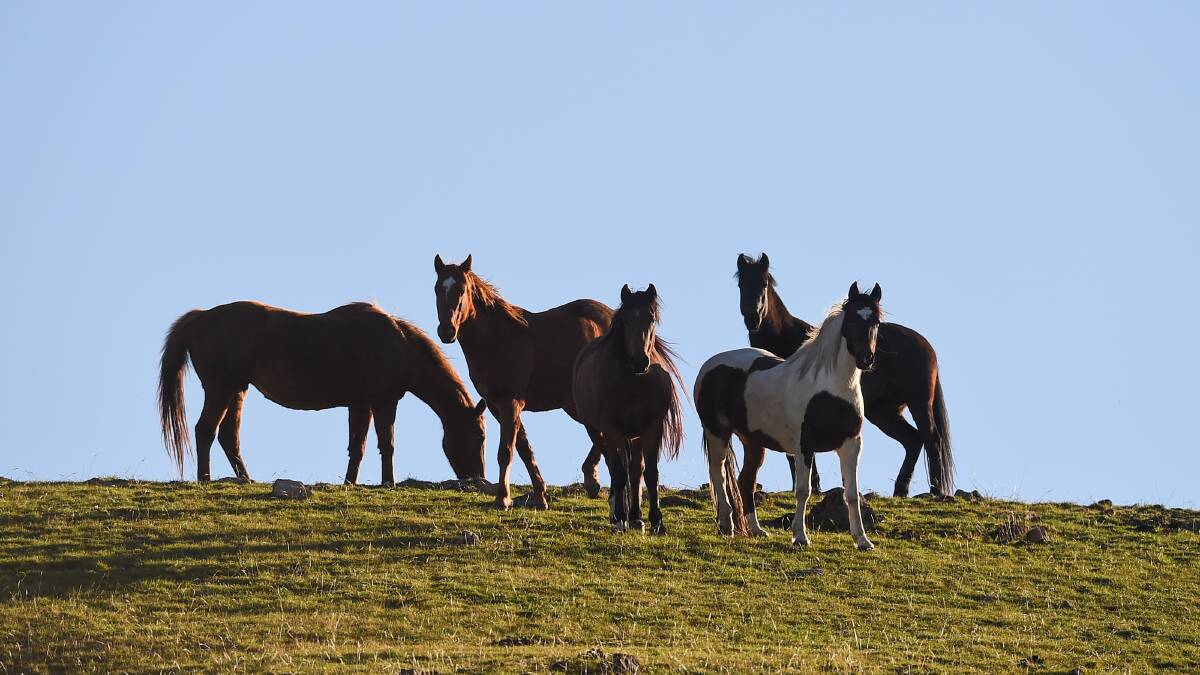 UNCERTAIN FUTURE: Victoria's high country brumby population remains up in the air as politicians and interested parties seek compromise on better management. Picture: MARK JESSER