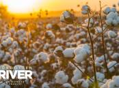 According to Cotton Australia, less water is now required to grow a hectare of the commodity. Picture: Shutterstock