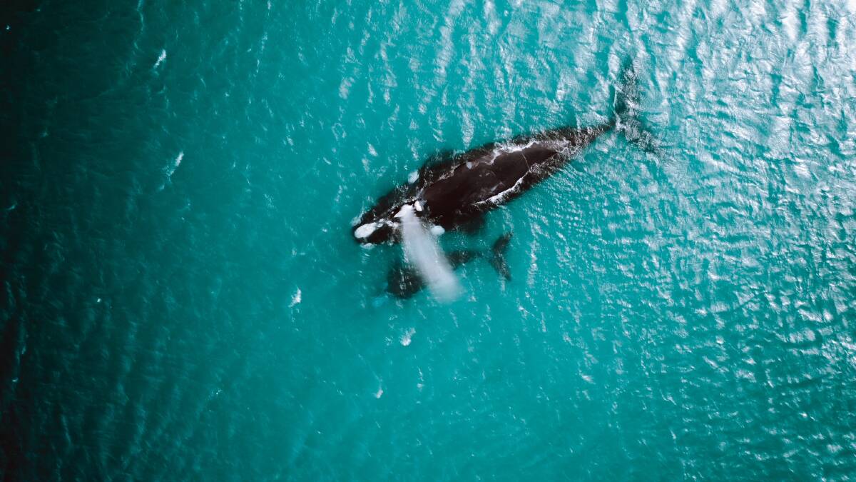 Whales captured off the Thirroul coastline by Nanja and Jason. Instagram @nanja__
