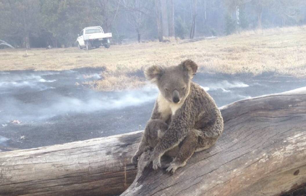 A NSW Parliamentary inquiry has warned that NSW risks losing its koala population by 2050 due to due to droughts, bushfire and habitat loss. PHOTO: Animal Ark.