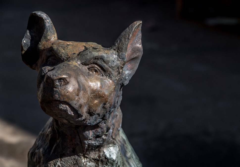 The iconic 'Dog on the Tuckerbox' lost its left ear in the recent vandalism, but the recovery has been swift. Picture: Karleen Minney
