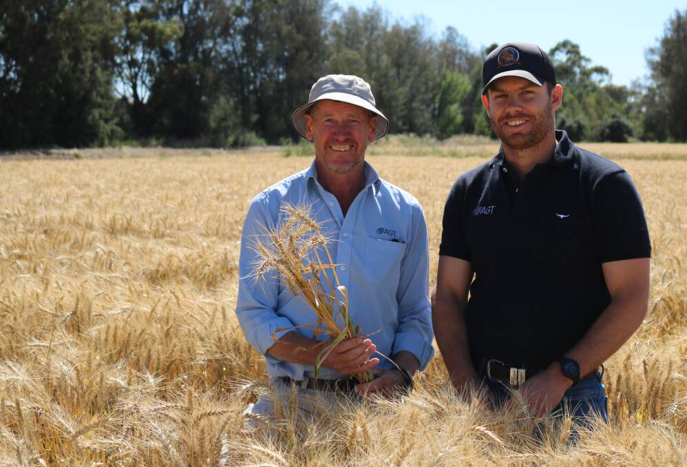 Lucrative option: Australian Grain Technologies wheat breeder Russell Eastwood (left) and Marketing Manager for southern NSW James Whiteley inspecting a production crop of Boree wheat.