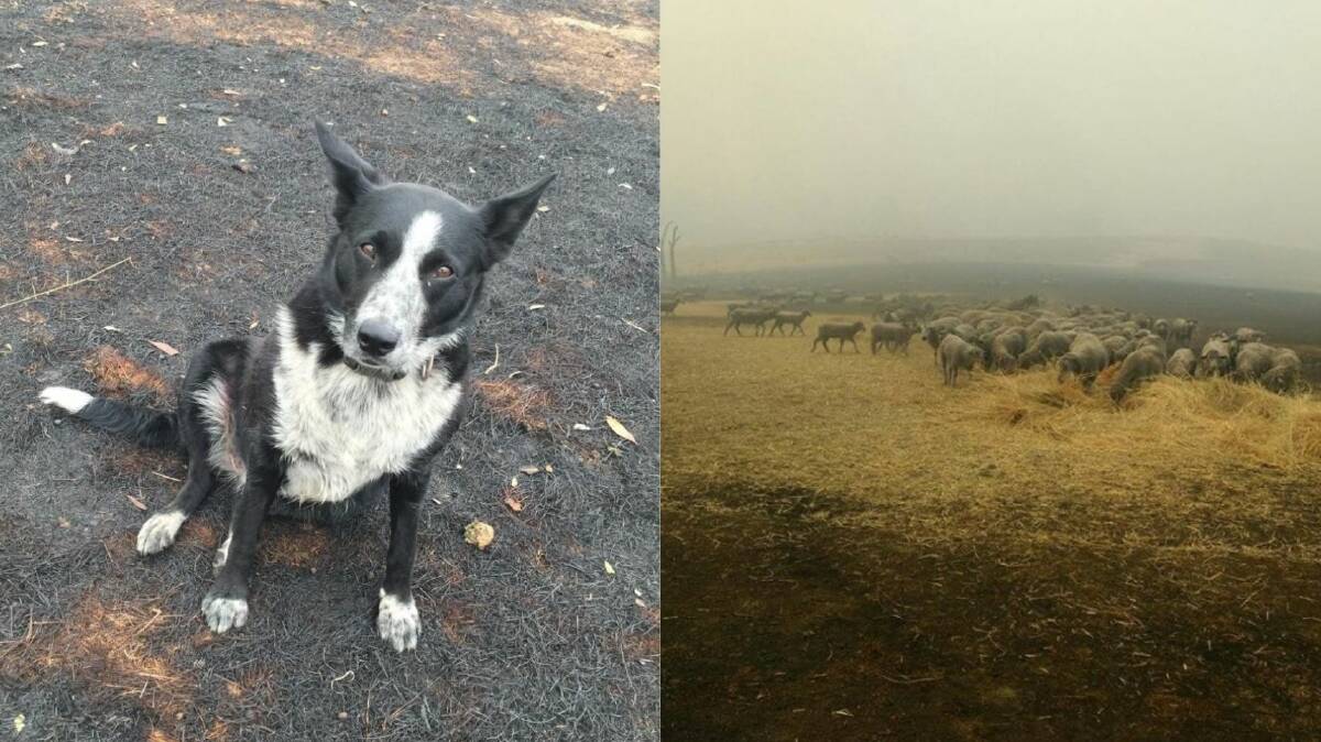 SAFE: Patsy saved the sheep by getting them to the safest paddock on her owner's property as the fire came through. Picture: FACEBOOK