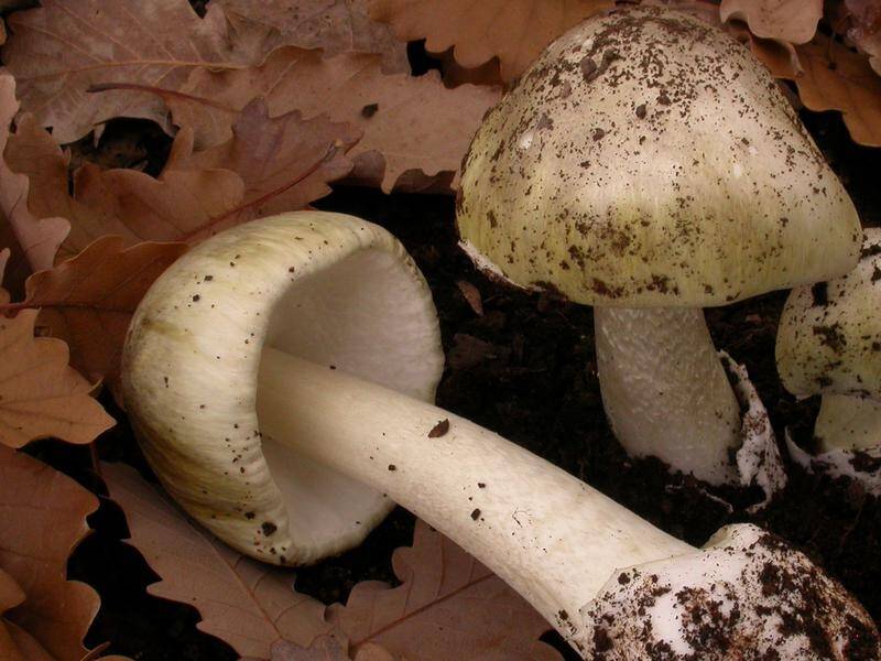 Health and poisons experts are warning that eating mushrooms foraged from the wild can be deadly.
