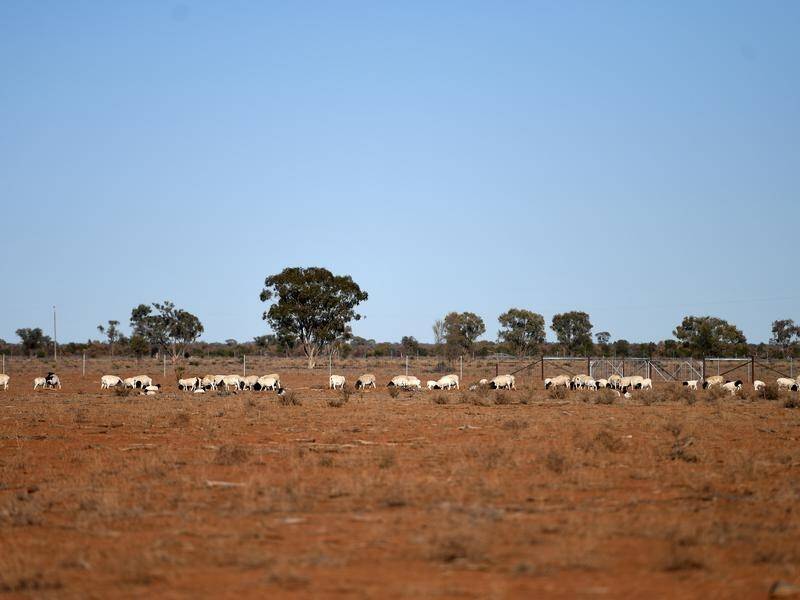 Farmers are rejoicing rain that is falling across much of Queensland's drought affected outback.