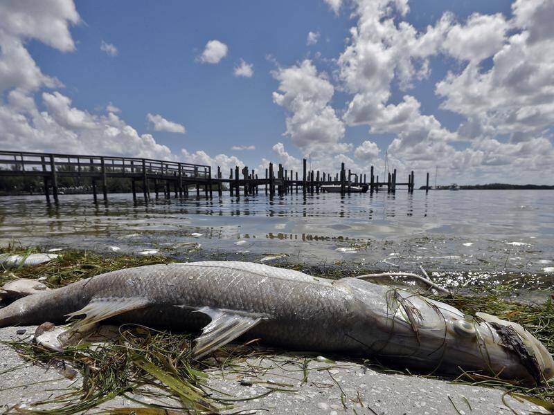 A deadly toxic bloom is killing vast amounts of marine life along Florida's Gulf Coast.
