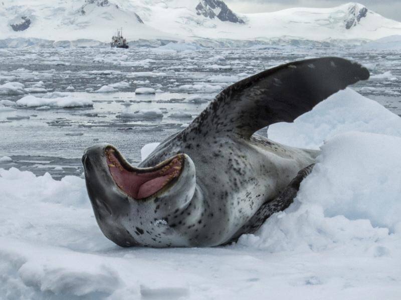 Leopard seals evolved larger front flippers to help catch fast-swimming prey like penguins.