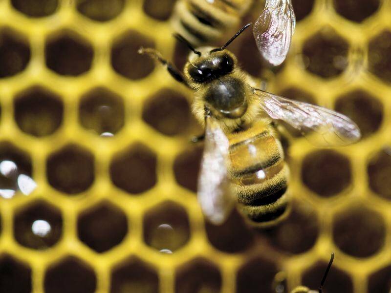 Researchers say trained bees will extend their tongues as a positive COVID-19 test result.