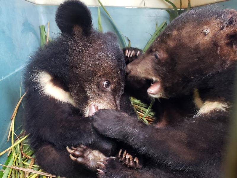 An Australian animal rescue group has saved five moon bears that were kept illegally in Laos.