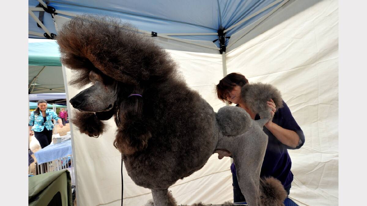 Storm the Standard Poodle with owner and stylist Kate Chandler PIC: JEREMY BANNISTER