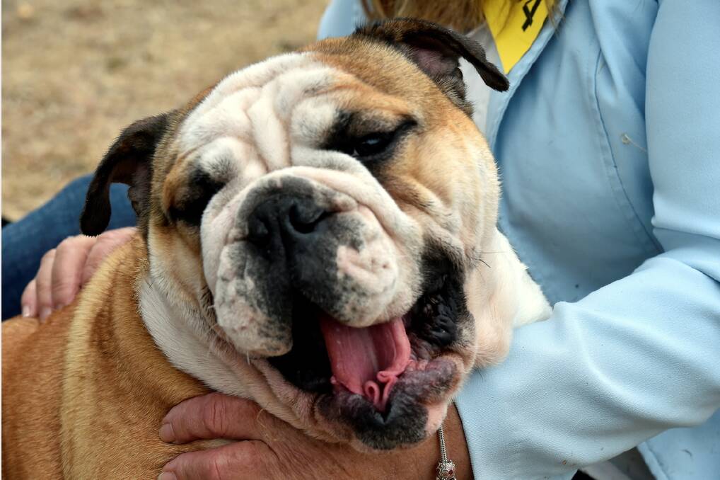 Lolas the British Bulldog PIC: JEREMY BANNISTER