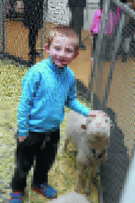 FARMYARD FRIENDS: Jayden Fichera, 6, meets a little lamb on Monday at Old Kentucky Animal Farm in Griffin Plaza. Picture: Anthony Stipo 