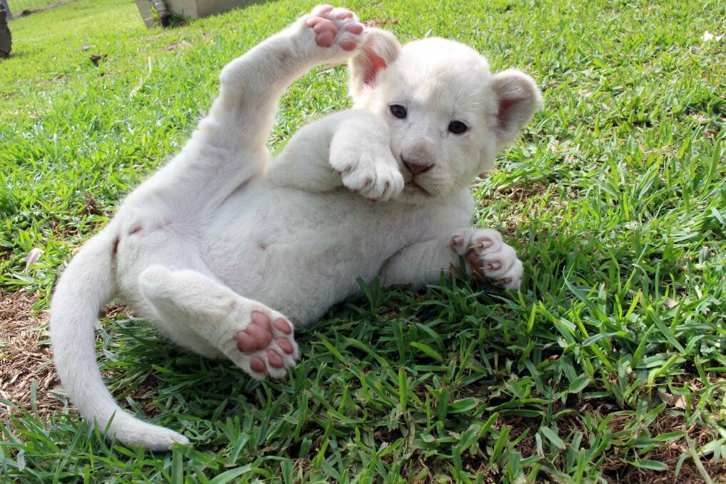 While lion cubs cutest new attraction for Riverina's Altina Wildlife Park |  The Area News | Griffith, NSW