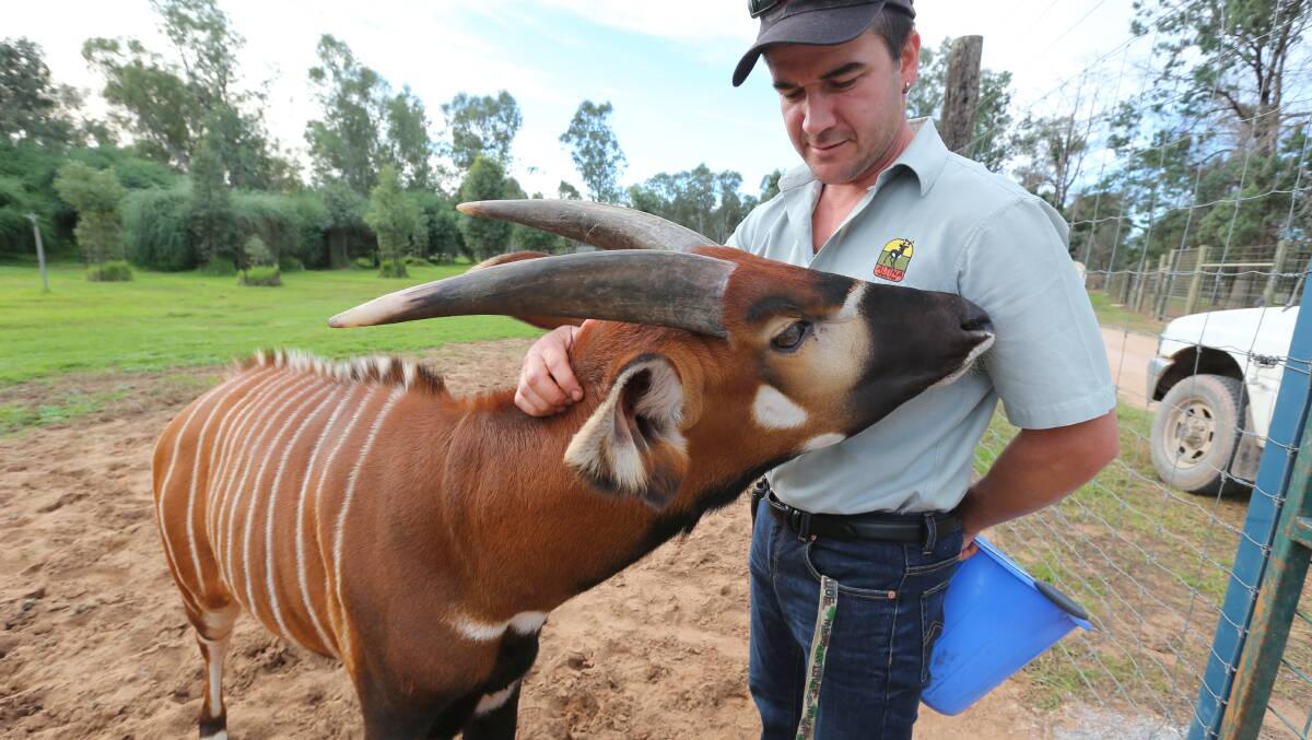 Altina Wildlife Park welcomed a new member to its family, Madiba, a Bongo antelope. He is pictured here with Andrew Surian.