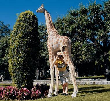 Is a giraffe needed to keep town alive? l SURVEY