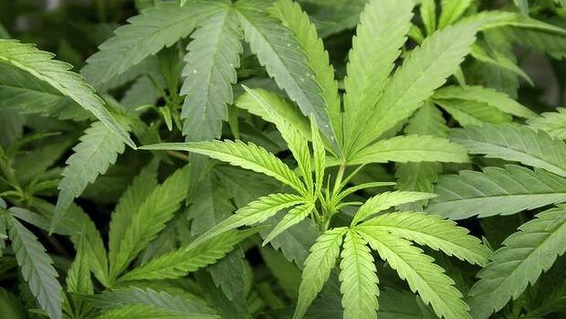 Senate proposal: Farmers, grow cannabis!