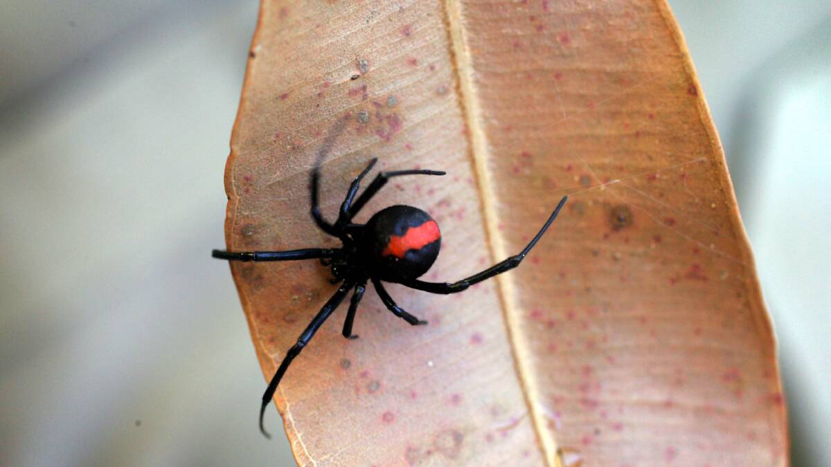 KEEP AN EYE OUT: Redback spider bite victims can become very ill.