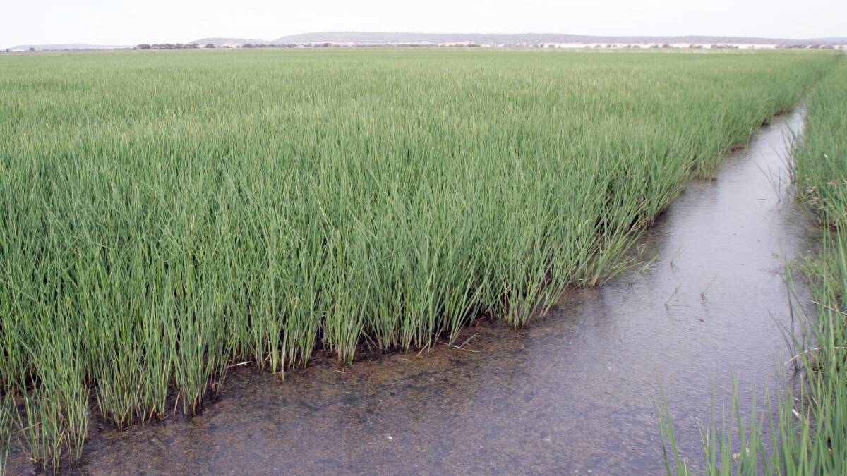 Rice crop to come off 'rain, hail or shine'