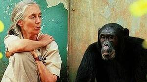 Primatologist Dame Jane Goodall. Photo: Michael Neugebauer/AP