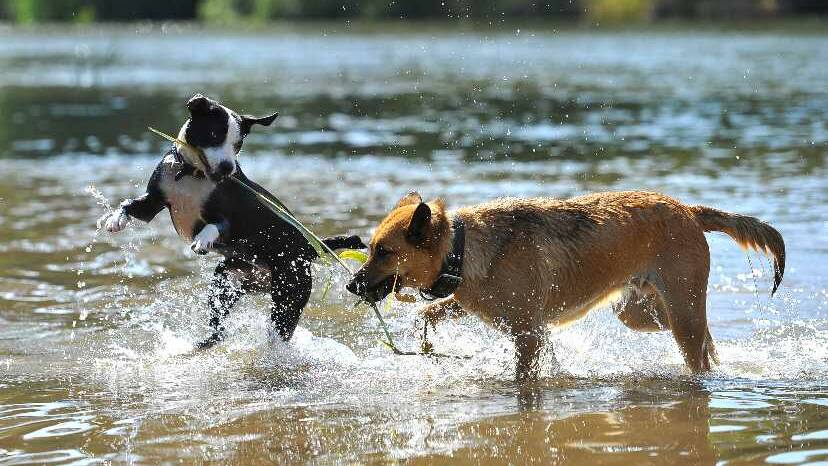Bella and Dexter have a splash around Wagga Beach. Picture: Addison Hamilton