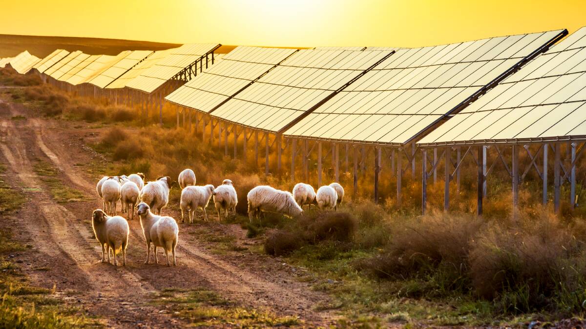 Sheep and solar panels make for quite the rural tableau. Picture: Shutterstock