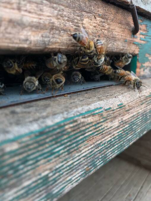 Mr Gledhill's bees. Picture: Contributed