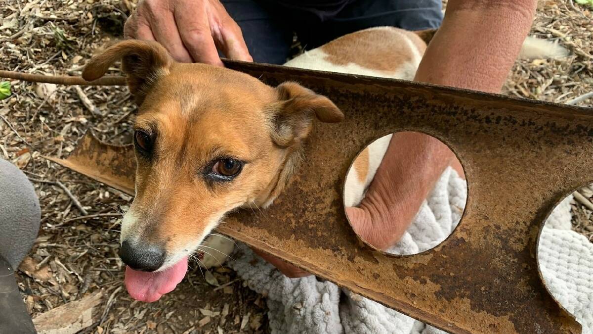  Little Roxy got herself trapped in an old Ute chassis rail, but was successfully freed. Photo: Wagga VRA
