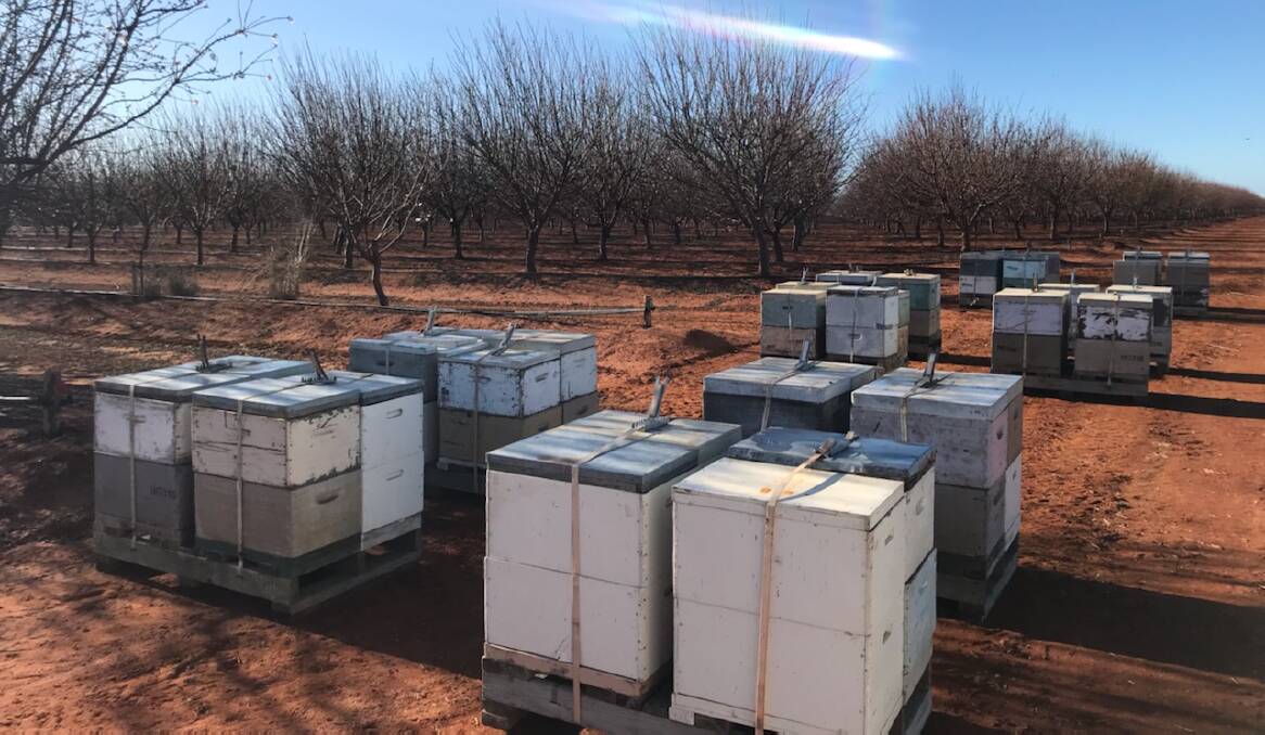 OUT OF REACH: Beekeeper Matt Gledhill is unable to travel across the border to tend to his bees near Wagga due to the current permit system. Picture: Contributed