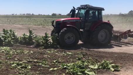 Tobacco crop being destroyed after being uncovered by the Australian Tax Office and police. Picture: ATO