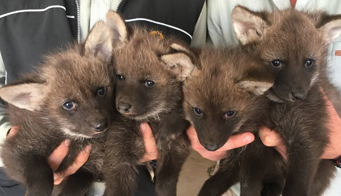 BABY BOOM: Maned wolf cubs born at Altina Wildlife Park. The park celebrates 15 years with a party on Sunday. PHOTO: Supplied