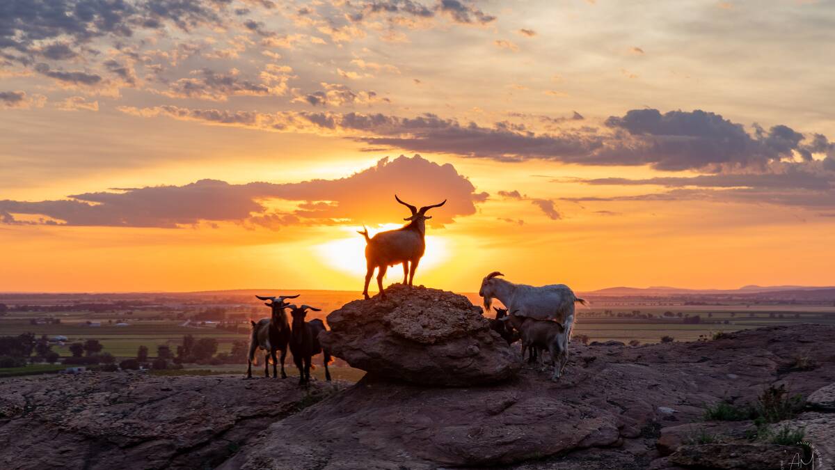 KING OF THE HILL: Photographer Andrew McLean said people had called it 'The Lion King' image, and it's been entered in the Australian Photography Awards. PHOTO: Andrew McLean Photography