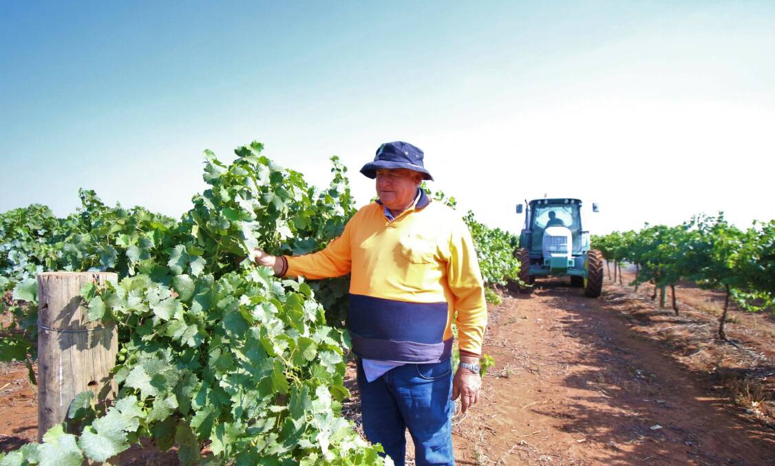 ANOTHER VINTAGE: Riverina Winegrape Growers chairman Bruno Brombal said the warm days and cool nights were ideal for grape harvest. PHOTO: Jacinta Dickins
