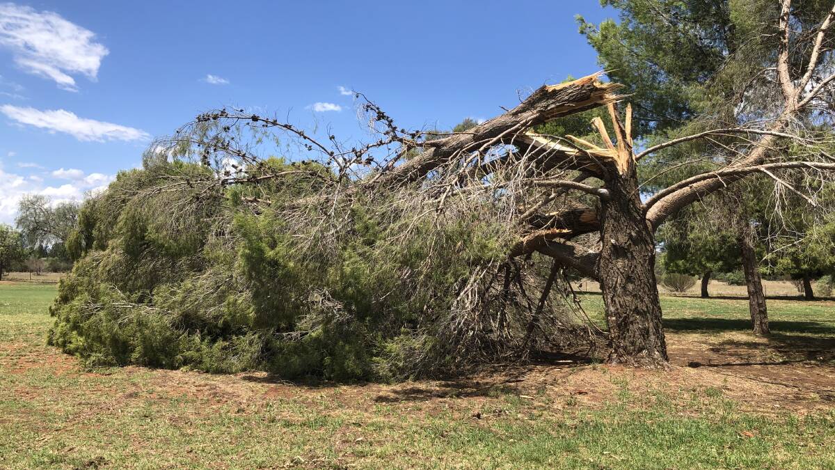 BOWLED OVER: One of the trees knocked down at Griffith Golf Club during the storm in the first weekend of January. PHOTO: Cai Holroyd