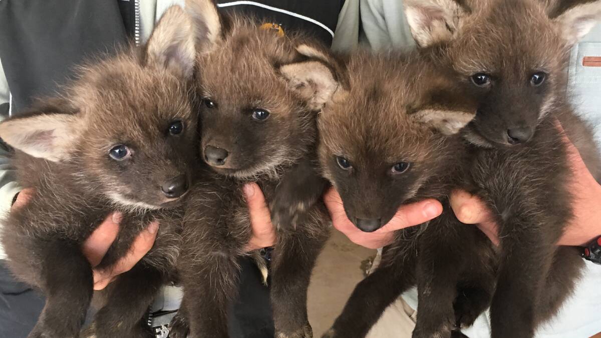 TOP: Maned wolf cubs born at Altina Wildlife Park. PHOTO: Supplied