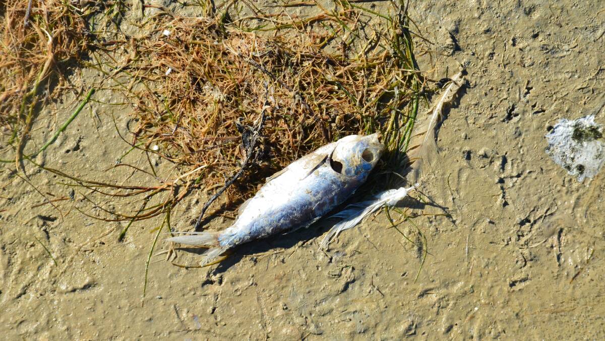 One of thousands of dead fish which washed up on the shores of Lake Wyangan in May. PHOTO: Declan Rurenga