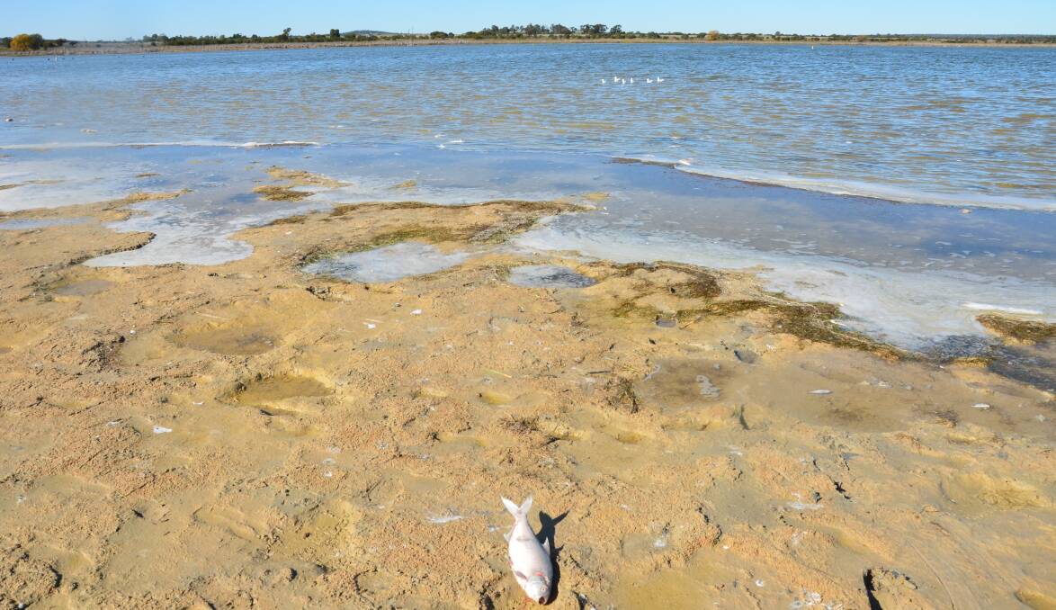 Bony herrings, golden perch and Murray cod found dead at Lake Wyangan. PHOTO: Declan Rurenga