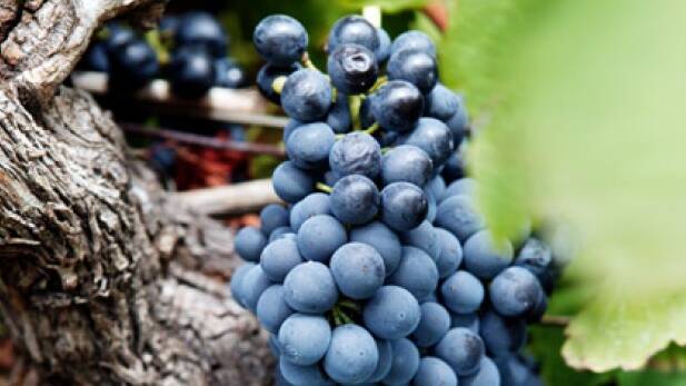 ACCC calls for more transparency on wine grape prices