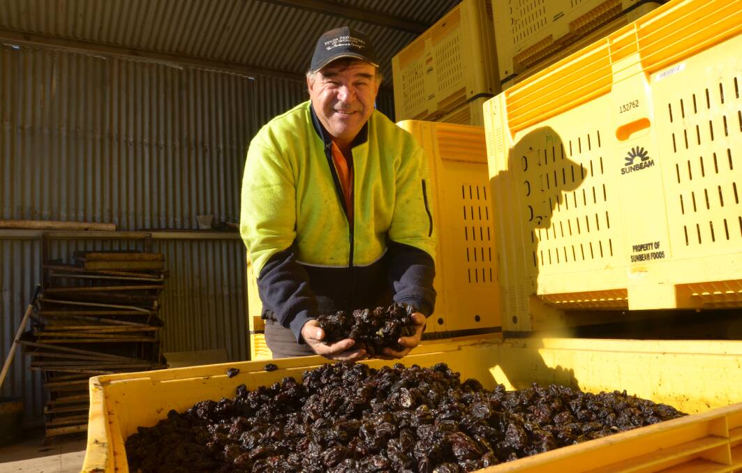 Yenda's Peter Raccanello examines dried prunes, he said recent rain has brought hope of a good season in 2021. PHOTO: Declan Rurenga