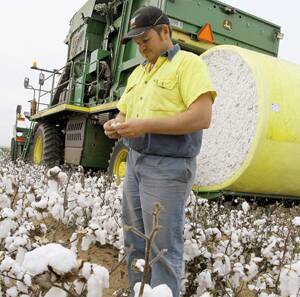 TOP CROP: Contractor Aaron Fitzpatrick is just one of many bale picker operators who have begun harvesting the region’s biggest ever cotton crop. Picture: Anthony Stipo